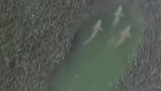 A group of sharks swimming through a dense school of fish. Hampton, USA.