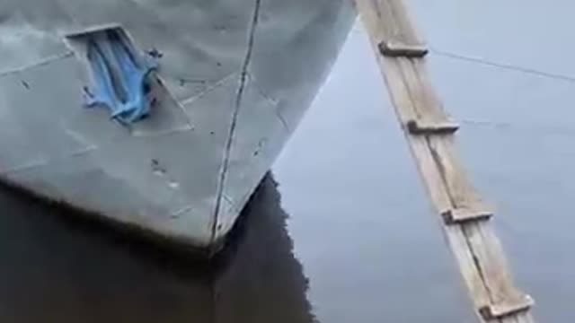 Smart Husky climbs ladder to board boat with people.