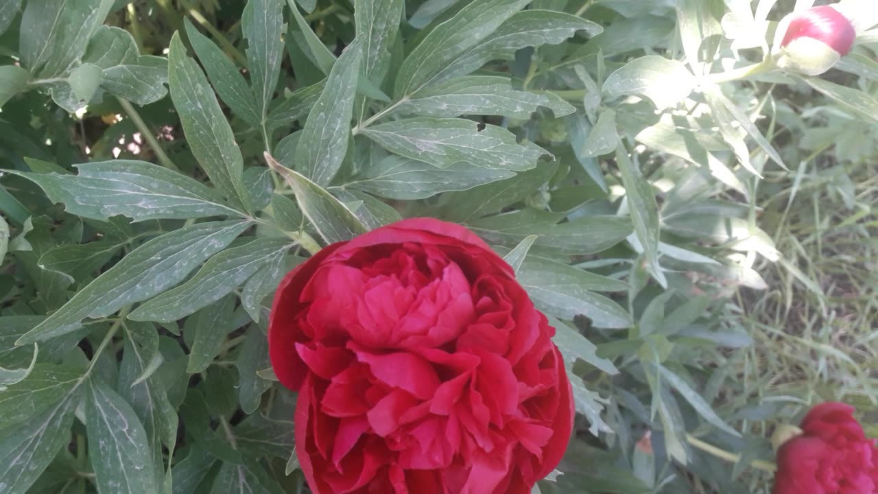 Peonies bloomed