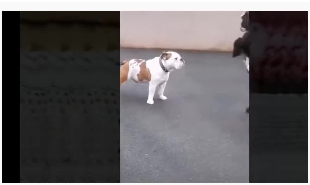 Video of dogs and cats playing with their owners.