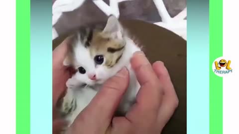 Cute Babyy Cat 😍😍