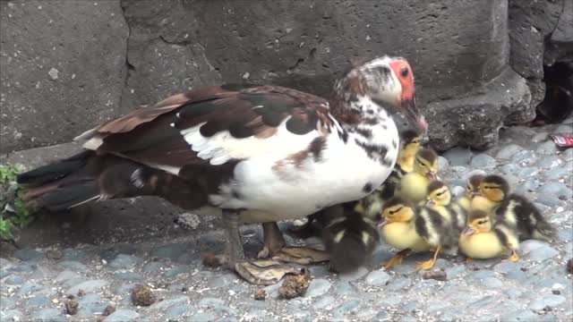 Duck loses her duckling