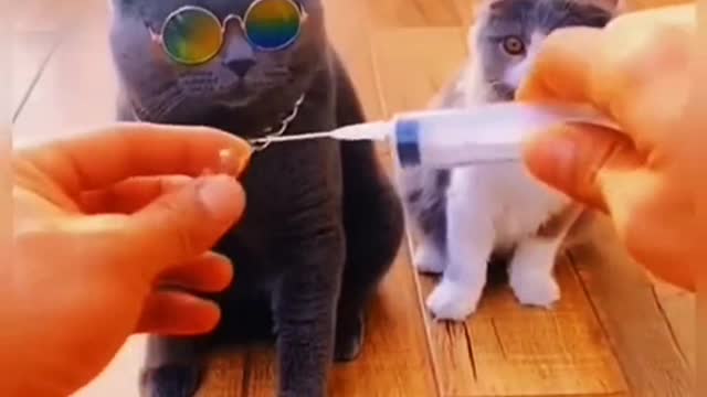 Cat drinking toilet water