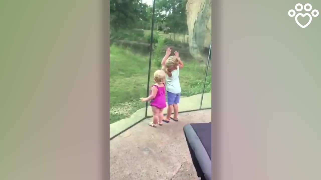 Lion Tries To Pounce On Little Girl | Finally who won