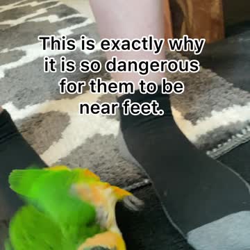 Why pet birds shouldn't play on the ground
