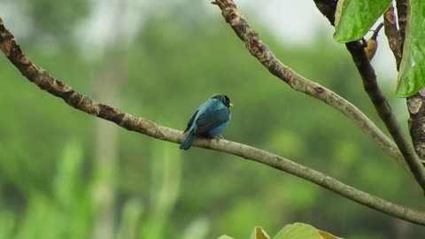 Relaxing sounds birds in wild