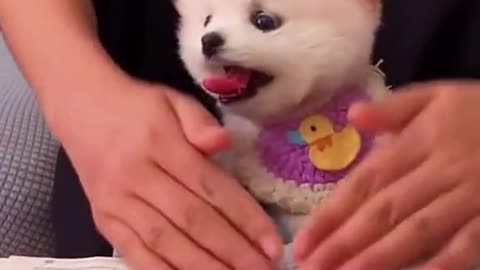 So Cute animals Videos #Dogs baby videos 2021/