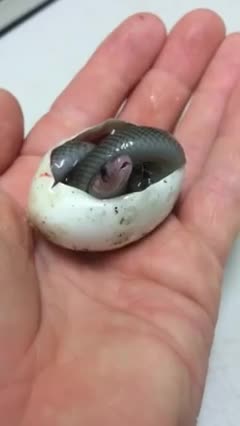 Baby King Brown snake takes its first breath