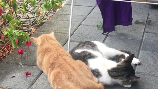 memory cats c major Jan-23-2021 #shorts #funny #cute #adorable