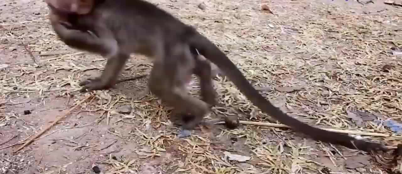 Monkeys and their unbelievable children