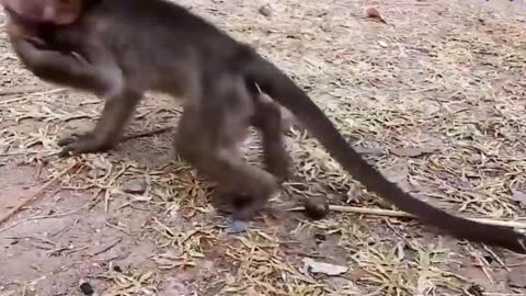 Monkeys and their unbelievable children