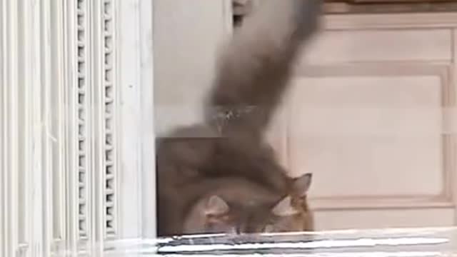 Cat Jump Fail Compilation