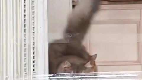 Cat Jump Fail Compilation