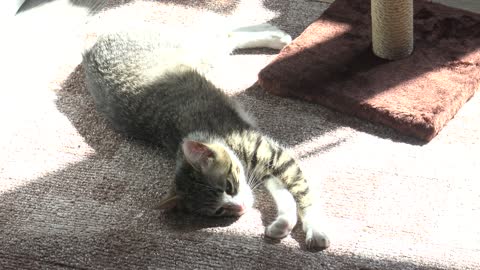 Cute Baby Cat Sleeps in the Spot of Sun