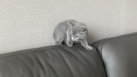 A cute kitten is walking on the sofa