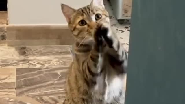 Cat say hello