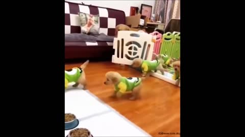 Cute Pets - Cute And Funny Animals 2021