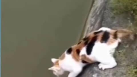 Clever cat goes fishing, funniest cat video.