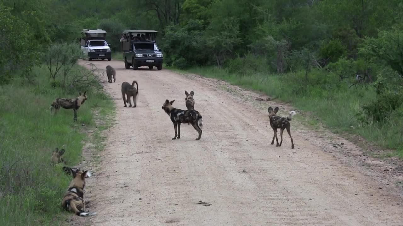 Baboons vs. Wild Dogs- Stand-Off in the Road