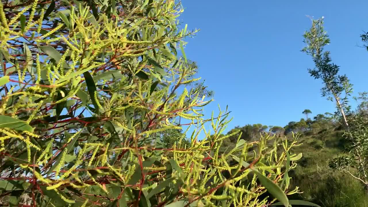 Australian Bush walk on Emu Mountain Adventure Walk Short (Breath & Relax) Part 5