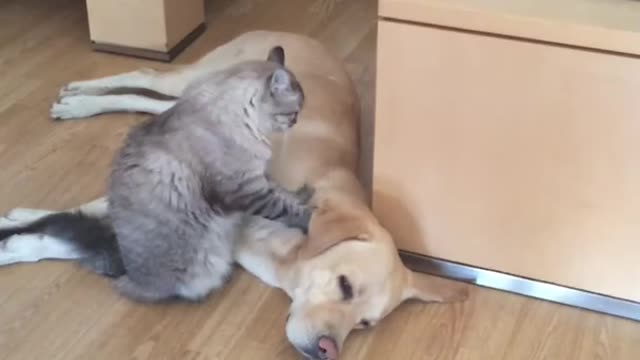 Funny animals Dog gets a massage from a cat