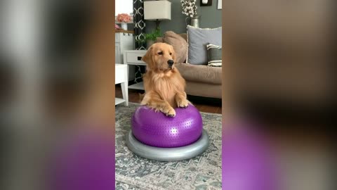 Tucker Budzyn Training Videos! Cute Golden Retriever