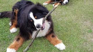 Two Bernese Mountain Dogs chewing sticks