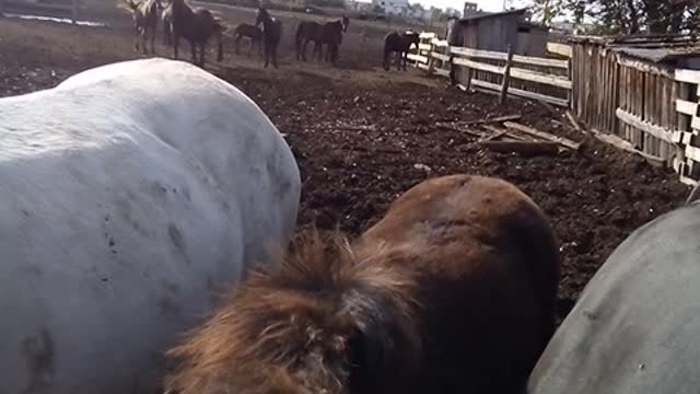 Horses with foals in the paddock.