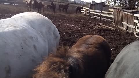 Horses with foals in the paddock.