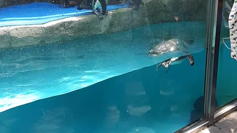 Penguins playing in the water