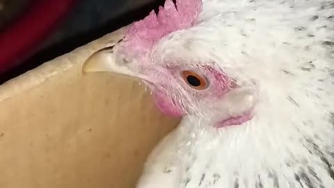 Beautiful chicken 🐓 trending video