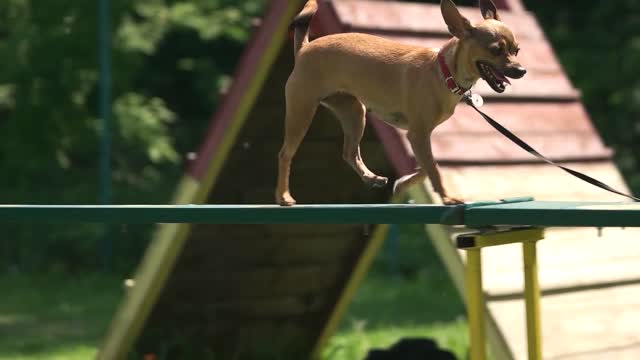 dog is timidly walking on a dog walk plank leashed chihuahua is timidly walking on a dog