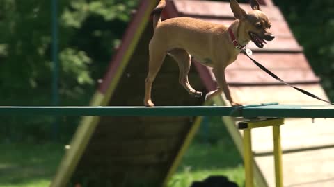 dog is timidly walking on a dog walk plank leashed chihuahua is timidly walking on a dog