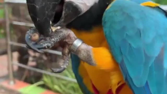 Macaw Parrot