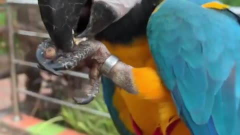 Macaw Parrot