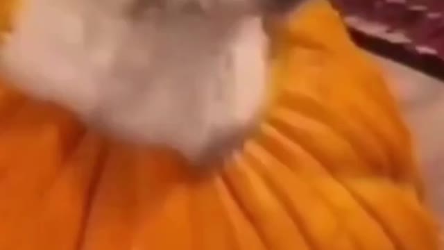 Cute Dogs SHORT Videos 2022