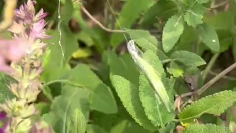 A small insect caught by a spider