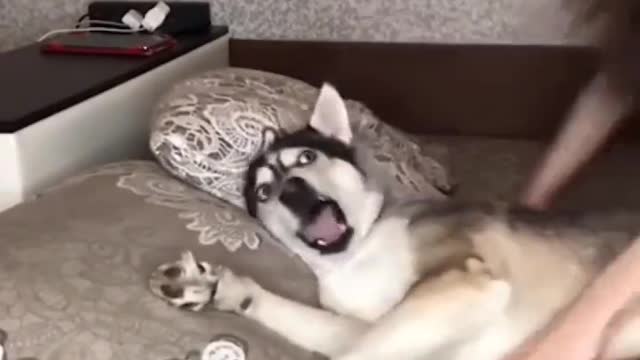 Share the most interesting video with you 3