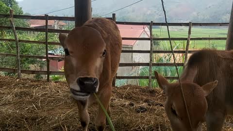 The mother cow eats grass