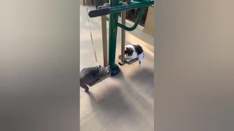 Funny cats videos 2022 - Funny