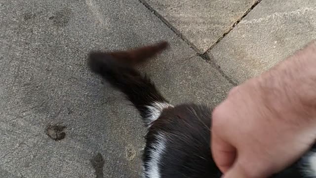 Cute cat is played