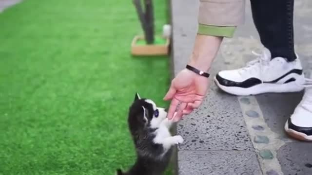 Micro Husky puppy "Real"'(video used by scammers to sell lookalike toys!