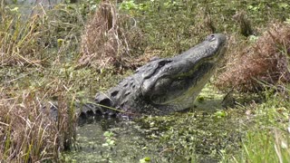 Large Bull Male Alligator Calls for a Mate