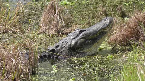 Large Bull Male Alligator Calls for a Mate