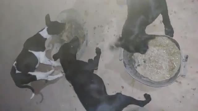 Best Funny Animal Videos 2022 😂 - Funniest Dogs And Cats Videos 😻Wow Nice!!! Fake Tiger
