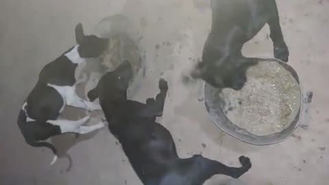 Best Funny Animal Videos 2022 😂 - Funniest Dogs And Cats Videos 😻Wow Nice!!! Fake Tiger