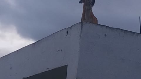 The barking of a mad dog raises controversy