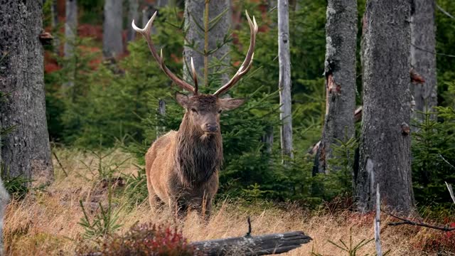 Red deer mistrustful stag sensing danger