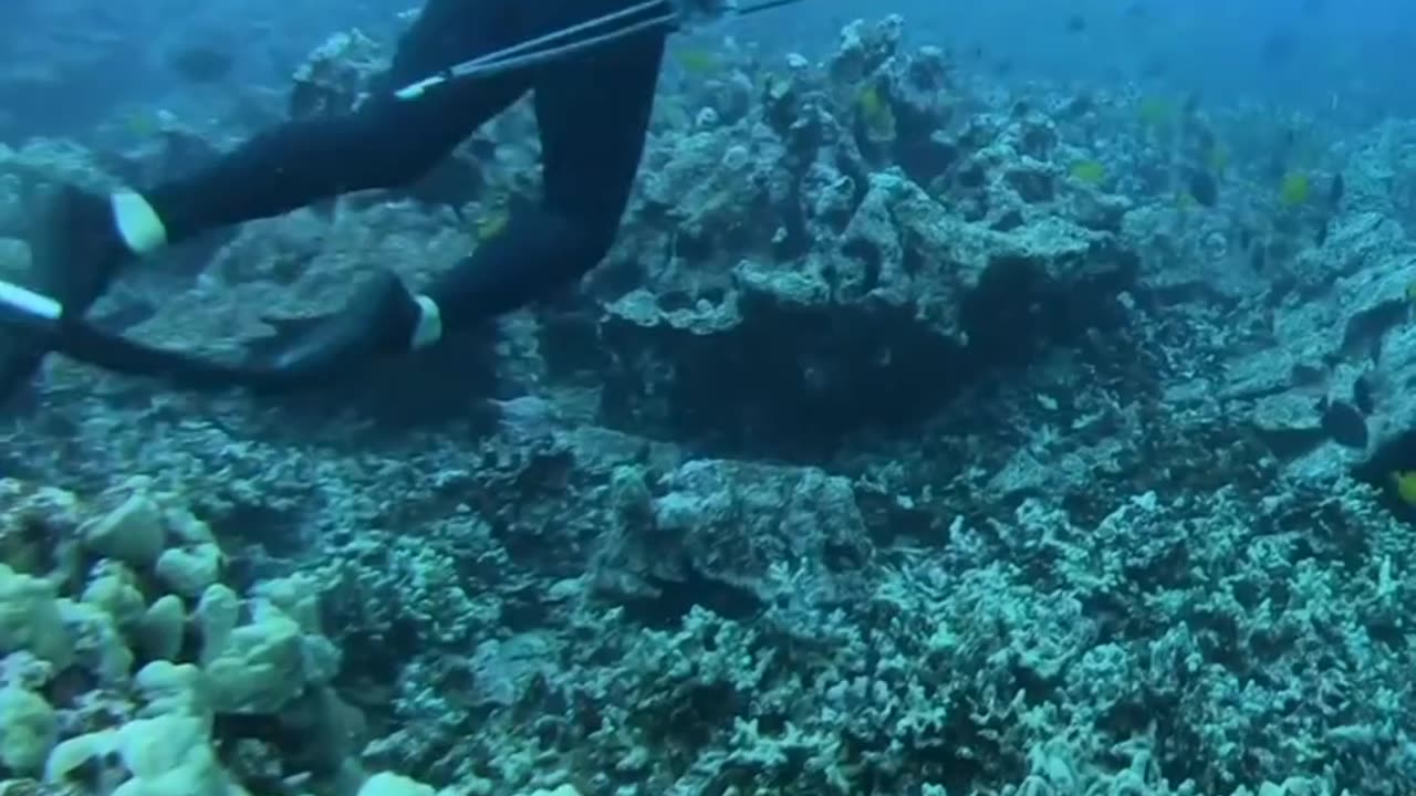 Spearfishing For Octopus And Giant Fish