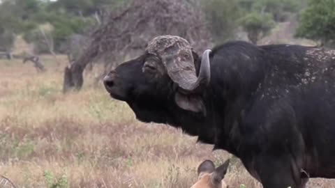 Cape Buffalo Stands Its Ground Against Wild Dogs